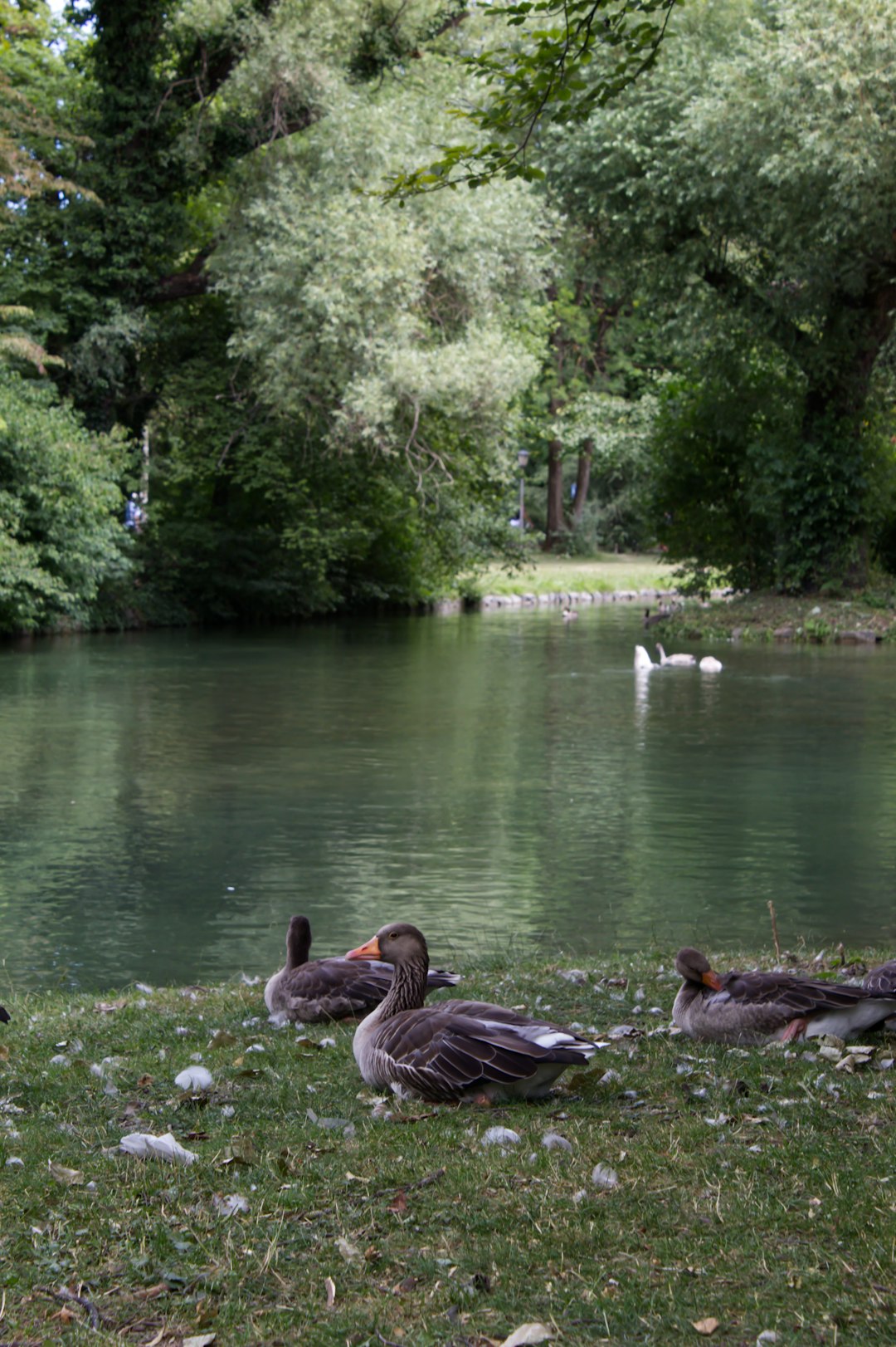 geese-resting-by-a-calm-lake-surrounded-by-trees-dknm3qfzh1o